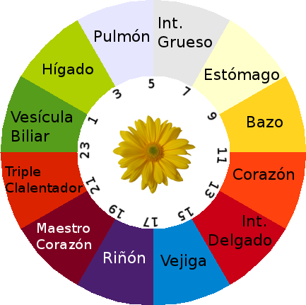 ciclo circadiano chino