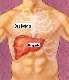 Localización del hígado